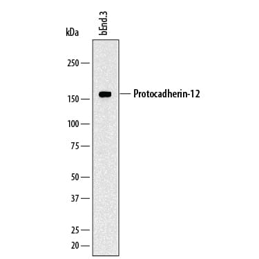 Western Blot Protocadherin-12 Antibody (868909)