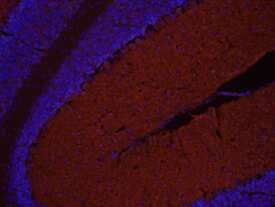 Protocadherin  alpha 1 was detected in immersion fixed frozen sections of mouse brain (cerebellum) using 10 µg/mL Sheep Anti-Human Protocadherin  alpha 1 Antigen Affinity-purified Polyclonal Antibody (Catalog # AF5064) overnight at 4 °C. Tissue was stained with the NorthernLights™ 557-conjugated Anti-Sheep IgG Secondary Antibody (red; Catalog # NL010) and counter­stained with DAPI (blue). View our protocol for Fluorescent IHC Staining of Frozen Tissue Sections.