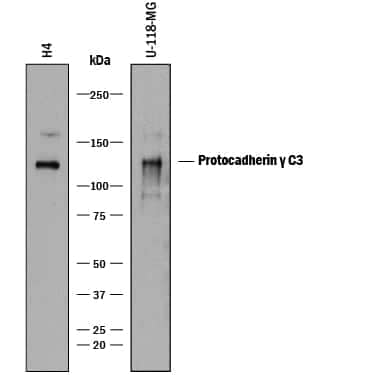 Western blot shows lysates of H4 human neuroglioma cell line and U-118-MG human glioblastoma/astrocytoma cell line. PVDF membrane was probed with 2 µg/mL of Mouse Anti-Human Protocadherin gamma C3 Monoclonal Antibody (Catalog # MAB8364) followed by HRP-conjugated Anti-Mouse IgG Secondary Antibody (Catalog # HAF018). A specific band was detected for Protocadherin gamma C3 at approximately 120 kDa (as indicated). This experiment was conducted under reducing conditions and using Immunoblot Buffer Group 1.