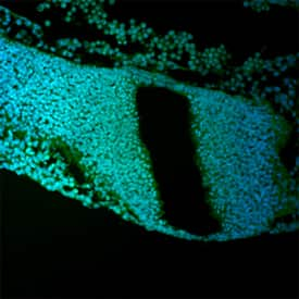 Protogenin was detected in immersion fixed frozen sections of mouse embryo (E9.5) using Sheep Anti-Human Protogenin Antigen Affinity-purified Polyclonal Antibody (Catalog # AF6795) at 10 µg/mL overnight at 4 °C. Tissue was stained using the NorthernLights™ 493-conjugated Anti-Sheep IgG Secondary Antibody (green; Catalog # NL012) and counterstained with DAPI (blue). Specific staining was localized to nuclei in the neural tube. View our protocol for Fluorescent IHC Staining of Frozen Tissue Sections.