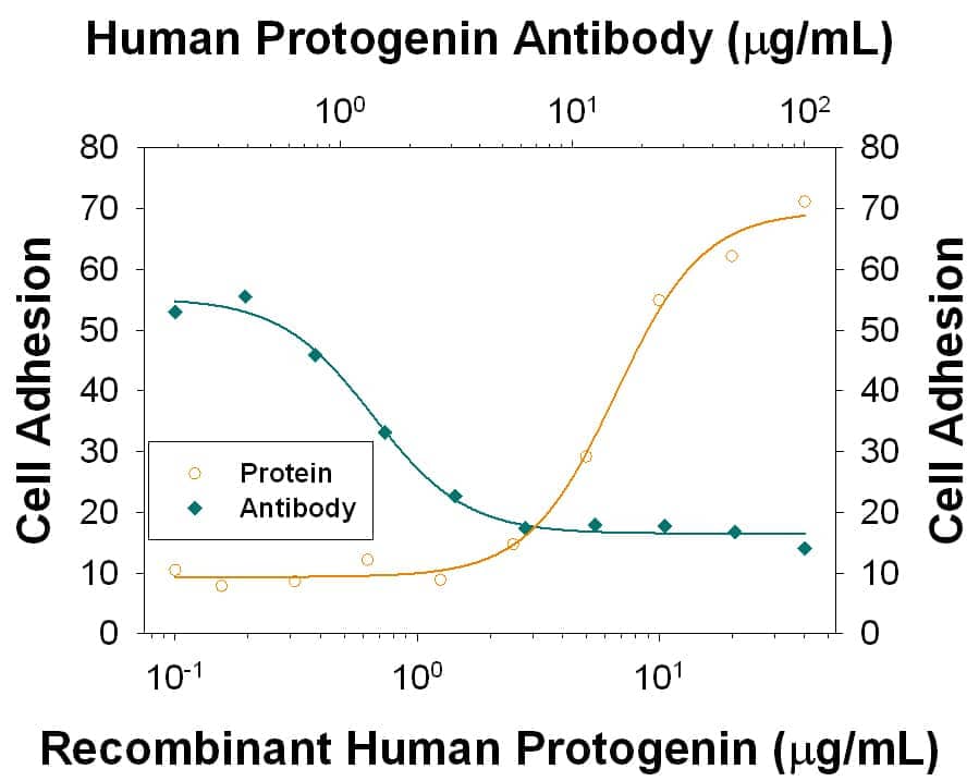 Recombinant Human Protogenin (Catalog # 6795-PR) supports the adhesion in the P19 mouse embryonal carcinoma cell line in a dose-dependent manner (orange line), as measured by Calcein AM. Adhesion elicited by Recombinant Human Protogenin (10 µg/mL) is neutralized (green line) by increasing concentrations of Mouse Anti-Human Protogenin Monoclonal Antibody (Catalog # MAB6795). The ND50 is typically0.4-2.4 µg/mL. 