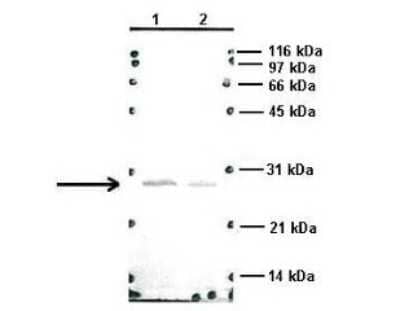 Western Blot: RAB14 Antibody [NBP1-79962] - 1. Human Cervical Cancer Cell Lysate (15ug) 2. Monkey Fibroblast Cell Lysate (15ug) 3. Human Cervical Cancer Cell transfected with mouse Rab14-GFP (15ug) at 1:1000.