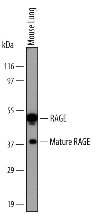 Western blot shows lysates of mouse lung tissue. PVDF membrane was probed with 2 µg/mL of Mouse RAGE Monoclonal Antibody (Catalog # MAB11792) followed by HRP-conjugated Anti-Rat IgG Secondary Antibody (Catalog # HAF005). Specific bands were detected for RAGE and mature RAGE at approximately 50 kDa and 38 kDa (as indicated). This experiment was conducted under non-reducing conditions and using Immunoblot Buffer Group 1.