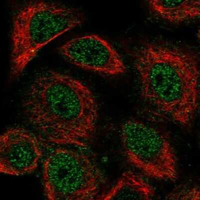 Immunocytochemistry/Immunofluorescence: RBFOX3/NeuN Antibody [NBP1-89821] - Staining of human cell line A549 shows localization to nucleoplasm. Antibody staining is shown in green.