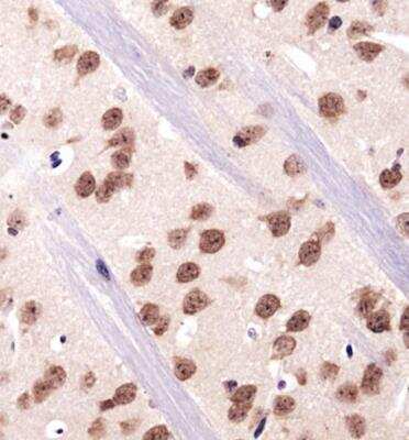 Immunohistochemistry RBFOX3/NeuN Antibody