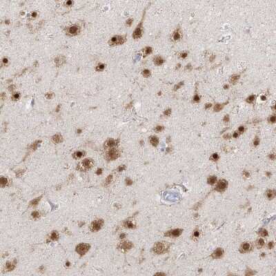 Immunohistochemistry-Paraffin: RBFOX3/NeuN Antibody [NBP1-89821] - Staining of human cerebral cortex shows high expression.