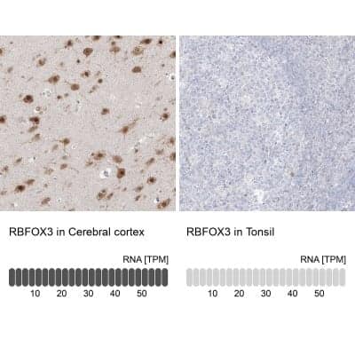 <b>Orthogonal Strategies Validation. </b>Immunohistochemistry-Paraffin: RBFOX3/NeuN Antibody [NBP1-89821] - Analysis in human cerebral cortex and tonsil tissues. Corresponding RBFOX3/NeuN RNA-seq data are presented for the same tissues.