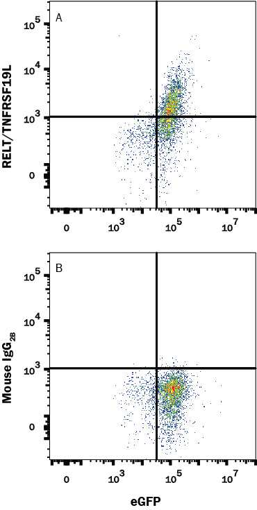 HEK293 Human cell line transfected with Human RELT/TNFRSF19L and eGFP were stained with (A) Mouse Anti-Human RELT/TNFRSF19L Alexa Fluor® 647-conjugated Monoclonal Antibody (Catalog # FAB1385R) or (B) Mouse IgG2B Alexa Fluor® 647-conjugated isotype control antibody ollowed (Catalog # IC0041R). View our protocol for Staining Membrane-associated Proteins.