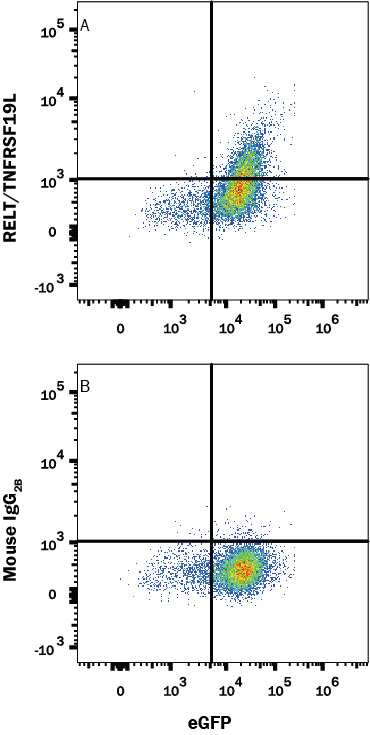 HEK293 Human cell line transfected with Human RELT/TNFRSF19L and eGFP were stained with (A) Mouse Anti-Human RELT/TNFRSF19L Alexa Fluor® 594-conjugated Monoclonal Antibody (Catalog # FAB1385T) or (B) Mouse IgG2B Alexa Fluor® 594-conjugated isotype control antibody ollowed (Catalog # IC0041T). View our protocol for Staining Membrane-associated Proteins.