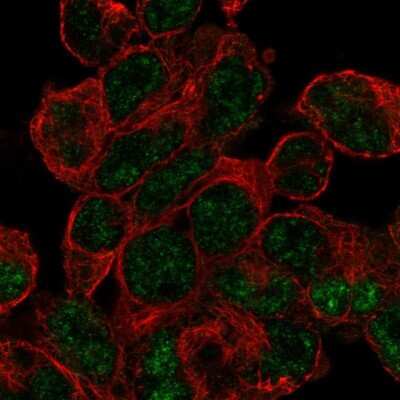 Immunocytochemistry/Immunofluorescence: RNPS1 Antibody [NBP1-92343] - Immunofluorescent staining of human cell line HEK 293 shows localization to nucleoplasm. Antibody staining is shown in green.