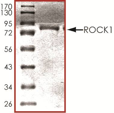 The approximate molecular weight is 85 kDa and the average purity is 90%.