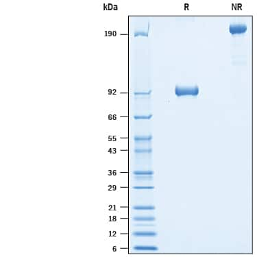 2 μg/lane of Biotinylated Recombinant Human ROR1 Fc Chimera Avi-tag (Catalog # AVI9490) was  resolved with SDS-PAGE under reducing (R) and non-reducing (NR)  conditions and visualized by Coomassie® Blue staining, showing bands at 85-105 kDa and 170-210 kDa, respectively.