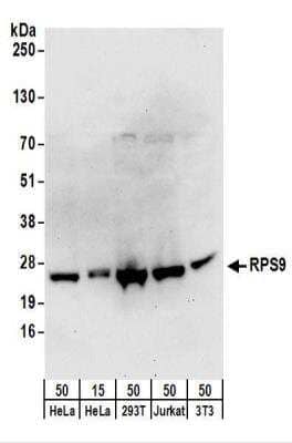 Western Blot: RPS9 Antibody [NBP2-22298] - Whole cell lysate from HeLa (15 and 50 ug), 293T (50 ug), Jurkat (50 ug), and mouse NIH3T3 (50 ug) cells.  NBP2-22298 used for WB at 0.4 ug/ml.  Detection: Chemiluminescence with an exposure time of 30 seconds.