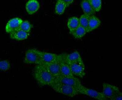 Immunocytochemistry/Immunofluorescence RPTOR Antibody