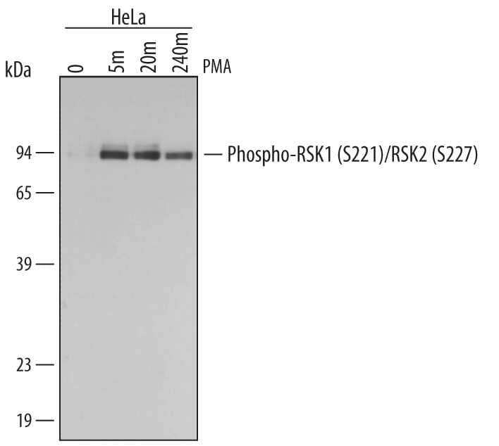 Western blot shows lysates of HeLa human cervical epithelial carcinoma cell line untreated (-) or treated (+) with 200 nM PMA for for the indicated times. PVDF membrane was probed with 0.5 µg/mL of Rabbit Anti-Human/Mouse/Rat Phospho-RSK1 (S221)/RSK2 (S227) Antigen Affinity-purified Polyclonal Antibody (Catalog # AF892), followed by HRP-conjugated Anti-Rabbit IgG Secondary Antibody (Catalog # HAF008). A specific band was detected for Phospho-RSK1 (S221) and RSK2 (S227) at approximately 90 kDa (as indicated). This experiment was conducted under reducing conditions and using Immunoblot Buffer Group 1.