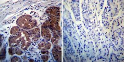 Immunohistochemistry-Paraffin: Rab4 Antibody [NB100-74519] - Immunohistochemistry was performed on normal deparaffinized human Stomach tissue.