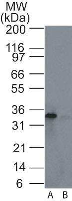 Western Blot: Rad1 Antibody [NB100-56320] - Western blot analysis of Rad1 in A) HeLa and B) HEK293 cell lysate using this antibody at 4 ug/ml.