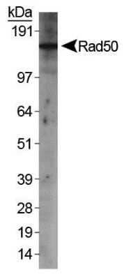 Western Blot: Rad50 Antibody [NB100-154] - Detection of Rad50 in HeLa nuclear extracts.