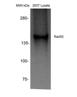 Western Blot: Rad50 Antibody [NB100-154] - WB detection of RAD50 protein in 30ug whole cell lysate of 293T cells using Rad50 antibody at 1:2000 dilution (Submitted via Verified Customer Review).