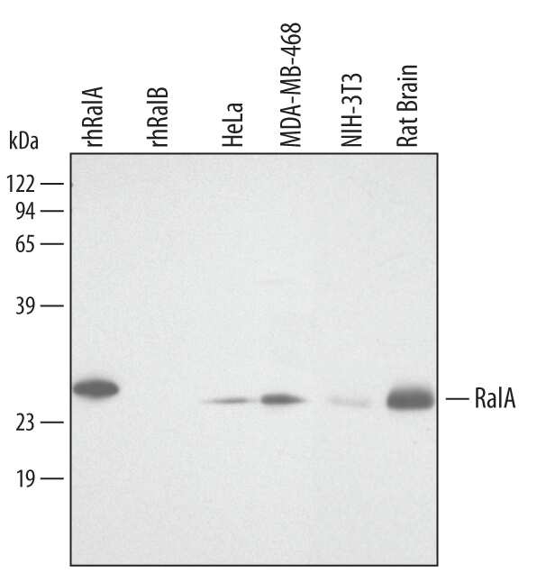 Western blot shows lysates of HeLa human cervical epithelial carcinoma cell line, MDA-MB-468 human breast cancer cell line, NIH-3T3 mouse embryonic fibroblast cell line, and rat brain tissue. PVDF membrane was probed with 1 µg/mL Human/Mouse/Rat RalA Antigen Affinity-purified Polyclonal Antibody (Catalog # AF3270) followed by HRP-conjugated Anti-Goat IgG Secondary Antibody (Catalog # HAF109). For additional reference, recombinant human RalA and RalB (1 ng/lane) were included. A specific band for RalA was detected at approximately 25 kDa (as indicated). This experiment was conducted under reducing conditions and using Immunoblot Buffer Group 1.