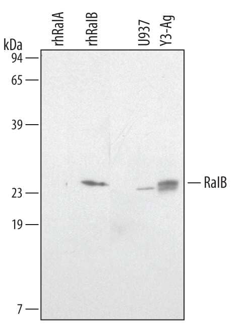 Western Blot RalB Antibody (399417)