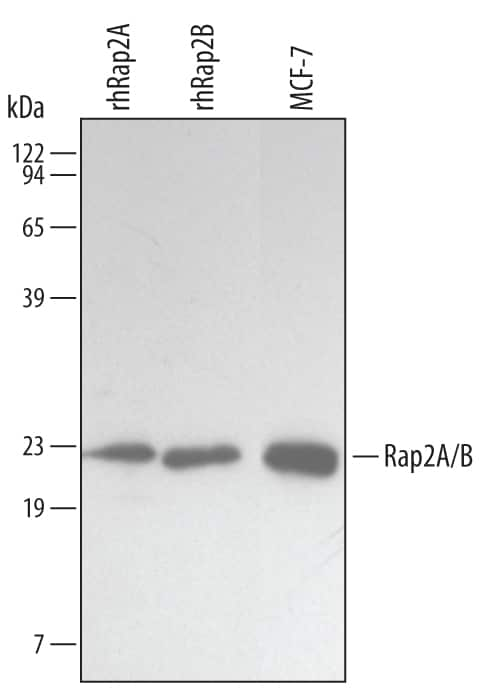 Western blot shows lysates of MCF-7 human breast cancer cell line. PVDF membrane was probed with 1 µg/mL Mouse Anti-Human/Mouse/Rat Rap2A/B Monoclonal Antibody (Catalog # MAB4698) followed by HRP-conjugated Anti-Mouse IgG Secondary Antibody (Catalog # HAF007). For additional reference, recombinant human Rap2A and Rap2B (5 ng/lane) were included. A specific band for Rap2A/B was detected at approximately 22 kDa (as indicated). This experiment was conducted under reducing conditions and using Immunoblot Buffer Group 3.