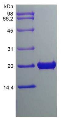 SDS-Page: Rat FGF18 Protein [NBP2-35296]