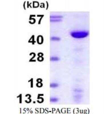 novus biologicals