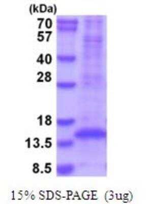 Recombinant Human TGF-beta 1 Protein 240-B-002: R&D Systems