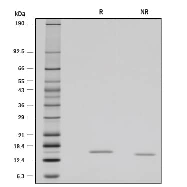 SDS-PAGE Reg3B [Unconjugated]