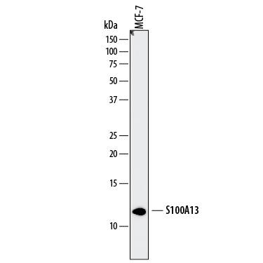 Western blot shows lysates of MCF‑7 human breast cancer cell line. PVDF membrane was probed with 2 µg/mL of Mouse Anti-Human S100A13 Monoclonal Antibody (Catalog # MAB4327) followed by HRP-conjugated Anti-Mouse IgG Secondary Antibody (Catalog # HAF007). A specific band was detected for S100A13 at approximately 11-12 kDa (as indicated). This experiment was conducted under reducing conditions and using Immunoblot Buffer Group 1.