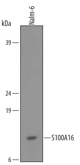 Western blot shows lysates of Nalm-6 human Pre-B acute lymphocytic leukemia cell line. PVDF membrane was probed with 1 µg/mL of Sheep Anti-Human S100A16 Antigen Affinity-purified Polyclonal Antibody (Catalog # AF5180) followed by HRP-conjugated Anti-Sheep IgG Secondary Antibody (Catalog # HAF016). A specific band was detected for S100A16 at approximately 10 kDa (as indicated). This experiment was conducted under reducing conditions and using Immunoblot Buffer Group 8.
