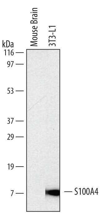 Western blot shows lysates of 3T3-L1 mouse embryonic fibroblast adipose-like cell line. PVDF membrane was probed with 2 µg/mL of Rat Anti-Mouse S100A4 Monoclonal Antibody (Catalog # MAB4138) followed by HRP-conjugated Anti-Rat IgG Secondary Antibody (Catalog # HAF005). A specific band was detected for S100A4 at approximately 10 kDa (as indicated). This experiment was conducted under reducing conditions and using Immunoblot Buffer Group 1.