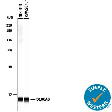 Simple Western lane view shows lysates of NIH‑3T3 mouse embryonic fibroblast cell line and RAW 264.7 mouse monocyte/macrophage cell line, loaded at 0.2 mg/mL. A specific band was detected for S100A6 at approximately 7 kDa (as indicated) using 10 µg/mL of Sheep Anti-Human/Mouse S100A6 Antigen Affinity-purified Polyclonal Antibody (Catalog # AF4584) followed by 1:50 dilution of HRP-conjugated Anti-Sheep IgG Secondary Antibody (Catalog # HAF016). This experiment was conducted under reducing conditions and using the 12-230 kDa separation system. 