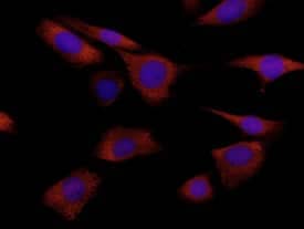 S100A8 was detected in immersion fixed NIH-3T3 mouse embryonic fibroblast cell line using 10 µg/mL Rat Anti-Mouse S100A8 Monoclonal Antibody (Catalog # MAB3059) for 3 hours at room temperature. Cells were stained (red) and counterstained with DAPI (blue). View our protocol for Fluorescent ICC Staining of Cells on Coverslips.