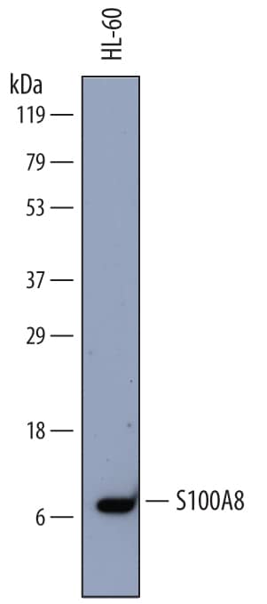 Western blot shows lysates of HL-60 human acute promyelocytic leukemia cell line. PVDF membrane was probed with 2 µg/mL of Mouse Anti-Human S100A8 Monoclonal Antibody (Catalog # MAB4570) followed by HRP-conjugated Anti-Mouse IgG Secondary Antibody (Catalog # HAF007). A specific band was detected for S100A8 at approximately 11 kDa (as indicated). This experiment was conducted under reducing conditions and using Immunoblot Buffer Group 1.