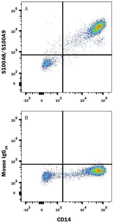 Human peripheral blood mononuclear cells (PBMCs) were stained with Mouse Anti-Human CD14 PE-conjugated Monoclonal Antibody (Catalog # FAB3832P) and either (A) Mouse Anti-Human S100A8/S100A9 Heterodimer Alexa Fluor® 488-conjugated Monoclonal Antibody (Catalog # IC9337G) or (B) Mouse IgG2AAlexa Fluor 488 Isotype Control (Catalog # IC003G). To facilitate intracellular staining, cells were fixed with Flow Cytometry Fixation Buffer (Catalog # FC004) and permeabilized with Flow Cytometry Permeabilization/Wash Buffer I (Catalog # FC005). View our protocol for Staining Intracellular Molecules.