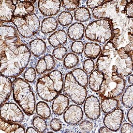 Immunohistochemistry S100P Antibody (357514) [Unconjugated]