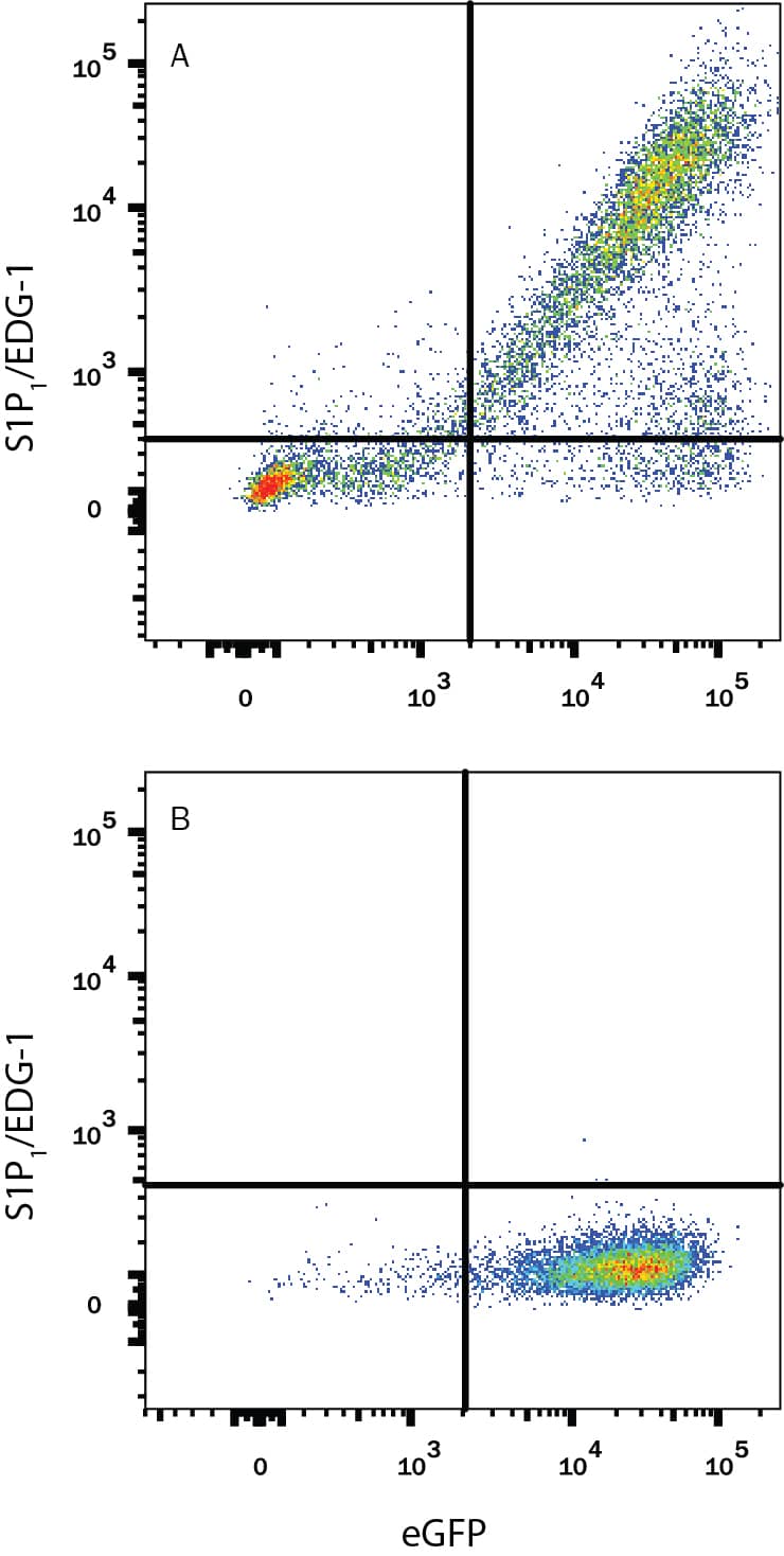 CHO Chinese hamster ovary cell line transfected with either (A) human S1P1/EDG-1 or (B) irrelevant transfectants and eGFP were stained with Mouse Anti-Human S1P1/EDG-1 PE-conjugated Monoclonal Antibody (Catalog # FAB2016P). Quadrant markers were set based on control antibody staining (Catalog # IC0041P). View our protocol for Staining Membrane-associated Proteins.