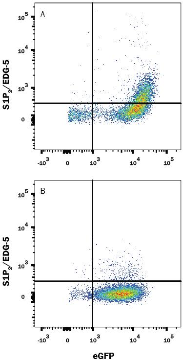 HEK293 human embryonic kidney cell line transfected with either (A) human S1P2/EDG-5 or (B) irrelevant transfectants and eGFP was stained with Mouse Anti-Human S1P2/EDG-5 APC-conjugated Monoclonal Antibody (Catalog # FAB3649A). Quadrant markers were set based on control antibody staining (Catalog # IC002A). View our protocol for Staining Membrane-associated Proteins.
