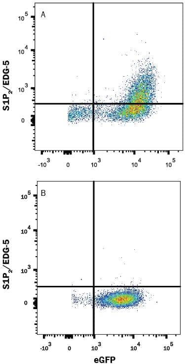 HEK293 human embryonic kidney cell line transfected with either (A) human S1P2/EDG-5 or (B) irrelevant transfectants and eGFP was stained with Mouse Anti-Human S1P2/EDG-5 Monoclonal Antibody (Catalog # MAB3649) followed by Allophycocyanin-conjugated Anti-Mouse IgG Secondary Antibody (Catalog # F0101B). Quadrant markers were set based on control antibody staining (Catalog # MAB002). View our protocol for Staining Membrane-associated Proteins.