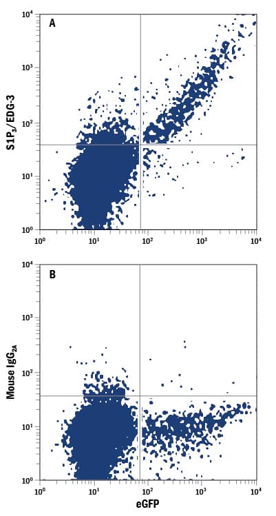 NS0 mouse myeloma cell line transfected with human S1P3/EDG-3 and eGFP was stained with either (A) Mouse Anti-Human S1P3/EDG-3 APC-conjugated Monoclonal Antibody (Catalog # FAB7524A) or (B) Mouse IgG2AAllophycocyanin Isotype Control (Catalog # IC003A). View our protocol for Staining Membrane-associated Proteins.