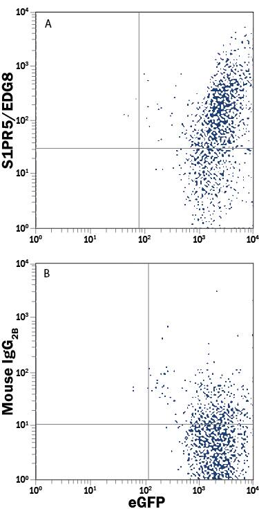 HEK293 human embryonic kidney cell line transfected with mouse S1P5/EDG-8 and eGFP was stained with either (A) Mouse Anti-Human S1P5/EDG-8 PE-conjugated Monoclonal Antibody (Catalog # FAB3964P) or (B) Mouse IgG2BPhycoerythrin Isotype Control (Catalog # IC0041P). View our protocol for Staining Membrane-associated Proteins.