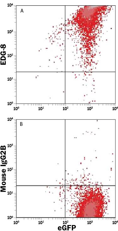 HEK293 human embryonic kidney cell line transfected with human S1P5/EDG-8 was stained with Mouse Anti-Human S1P5/EDG-8 PE-conjugated Monoclonal Antibody (Catalog # FAB3964P) and either (A) Mouse Anti-Human S1P5/EDG-8 PE-conjugated Monoclonal Antibody (Catalog # FAB3964P) or (B) Mouse IgG2BPhycoerythrin Isotype Control (Catalog # IC0041P). View our protocol for Staining Membrane-associated Proteins.