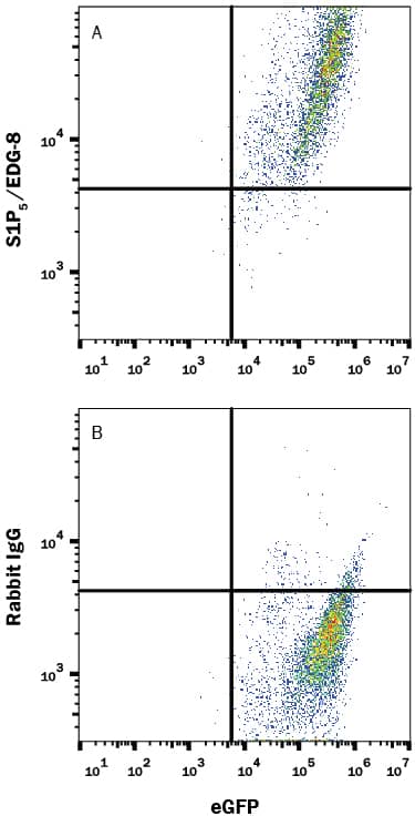 HEK293 human embryonic kidney cell line transfected with mouse S1P5/EDG-8 and eGFP were stained with either (A) Rabbit Anti-Mouse S1P5/EDG‑8 PE‑conjugated Monoclonal Antibody (Catalog # FAB9084P) or (B) Normal Rabbit IgG Phycoerythrin Control (Catalog # IC1051P). View our protocol for Staining Membrane-associated Proteins.