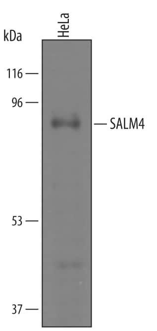 Western blot shows lysates of HeLa human cervical epithelial carcinoma cell line. PVDF membrane was probed with 1 µg/mL of Goat Anti-Human SALM4/LRFN3 Antigen Affinity-purified Polyclonal Antibody (Catalog # AF5349) followed by HRP-conjugated Anti-Goat IgG Secondary Antibody (Catalog # HAF019). A specific band was detected for SALM4/LRFN3 at approximately 90 kDa (as indicated). This experiment was conducted under reducing conditions and using Immunoblot Buffer Group 8.