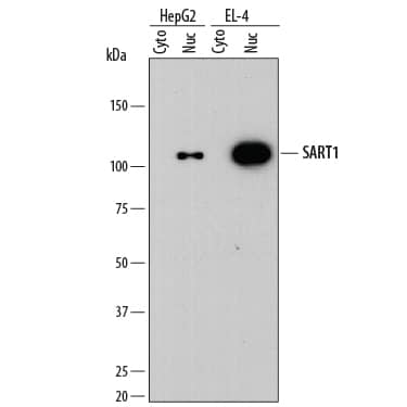 Western blot shows lysates of HepG2 human hepatocellular carcinoma cell line and EL-4 mouse lymphoblast cell line. Gels were loaded with 20 µg of HepG2 and 30 µg of EL-4 cytoplasmic (Cyto) extracts and 10 µg of HepG2 and 15 µg of EL-4 nuclear (Nuc) extracts. PVDF membrane was probed with 1 µg/mL of Mouse Anti-Human SART1 Monoclonal Antibody (Catalog # MAB8034) followed by HRP-conjugated Anti-Mouse IgG Secondary Antibody (Catalog # HAF018). A specific band was detected for SART1 at approximately 120 kDa (as indicated). This experiment was conducted under reducing conditions and using Immunoblot Buffer Group 1.