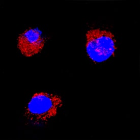 SCF/c-kit Ligand was detected in immersion fixed feline peripheral blood mononuclear cells (PBMCs) using Goat Anti-Feline SCF/c-kit Ligand Antigen Affinity-purified Polyclonal Antibody (Catalog # AF2268) at 15 µg/mL for 3 hours at room temperature. Cells were stained using the NorthernLights™ 557-conjugated Anti-Goat IgG Secondary Antibody (red; Catalog # NL001) and counterstained with DAPI (blue). Specific staining was localized to cytoplasm. View our protocol for Fluorescent ICC Staining of Non-adherent Cells.