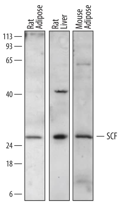 Western blot shows lysates of rat adipose tissue, rat liver tissue, and mouse adipose tissue. PVDF membrane was probed with 1 µg/mL of Sheep Anti-Mouse/Rat SCF/c-kit Ligand Antigen Affinity-purified Polyclonal Antibody (Catalog # AF6998) followed by HRP-conjugated Anti-Sheep IgG Secondary Antibody (Catalog # HAF016). A specific band was detected for SCF/c-kit Ligand at approximately 28 kDa (as indicated). This experiment was conducted under reducing conditions and using Immunoblot Buffer Group 1.