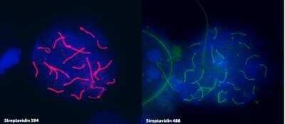 Immunocytochemistry/Immunofluorescence: SCP3/SYCP3 Antibody [NB300-231] - Mouse spermatocytes stained with biotin-conjugated anti-SYCP3 detected with streptavidin-Alexa Fluor 594 (left panel), streptavidin Alexa Fluor 488 (right panel). Image from verified customer review.